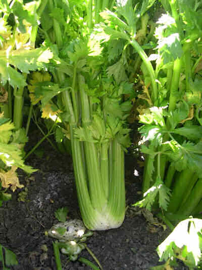 Celery