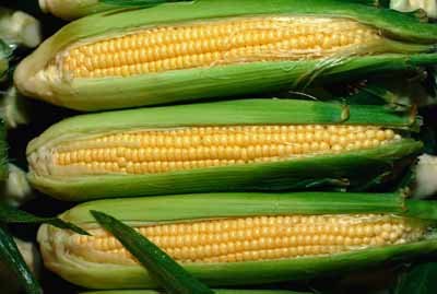 Corn