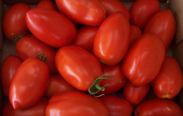 Roma Tomatoes